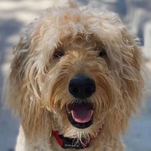 Meet your Posher, Benjamin